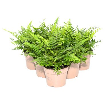 Collection of 6 Lady Fern Plants